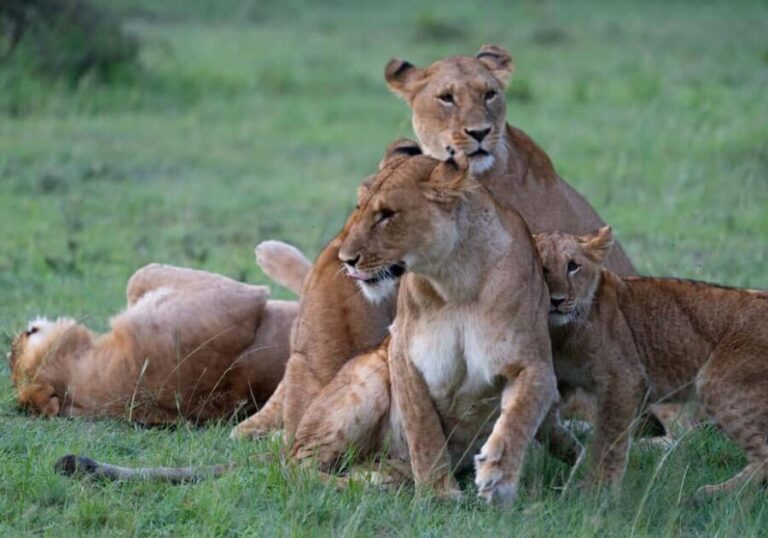 03 DAYS EXCITING MASAI MARA SAFARI - In-Depth Look at the 3-Day Masai Mara Safari