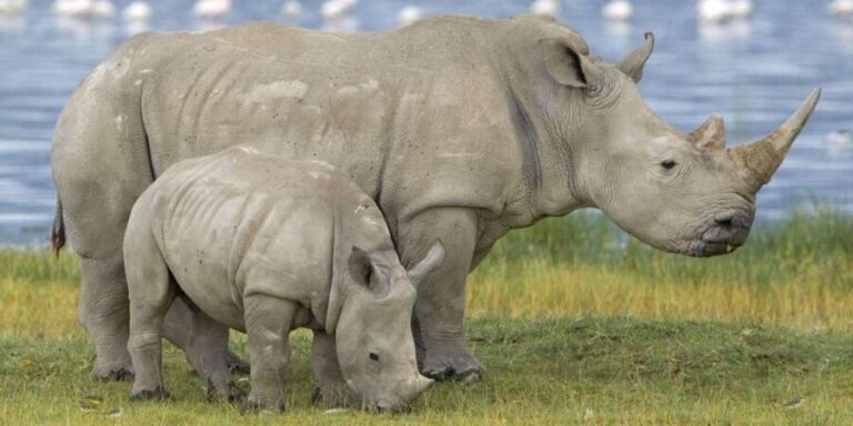 1/2 Day Tala Game Reserve & Phezulu Safari Park from Durban - Who Is This Tour Best For?