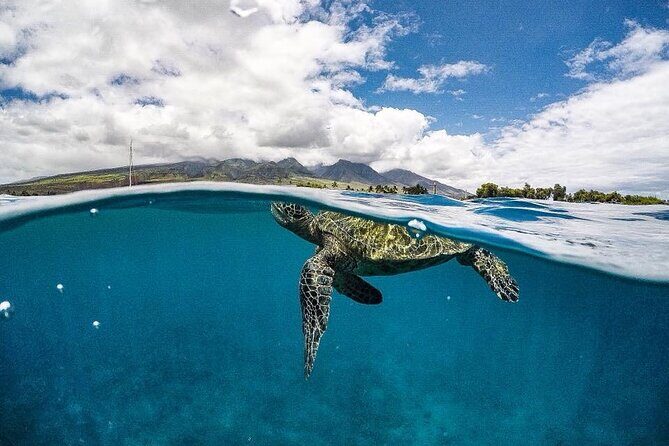1.5 Hour Elite Whale Watch Kaanapali Beach - Who Should Consider This Tour?