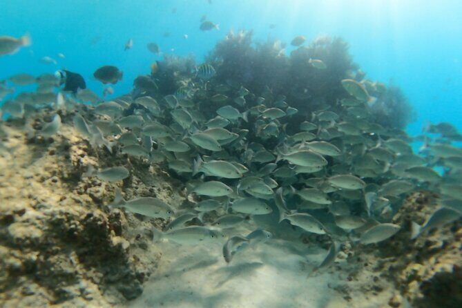 #1 Beach in La Paz BALANDRA Perfect For Cruise Groups or Families - Who Should Consider This Tour?