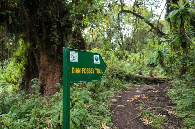 1 Day Bisoke Volcano Hike Tour - Whats Included and Whats Not