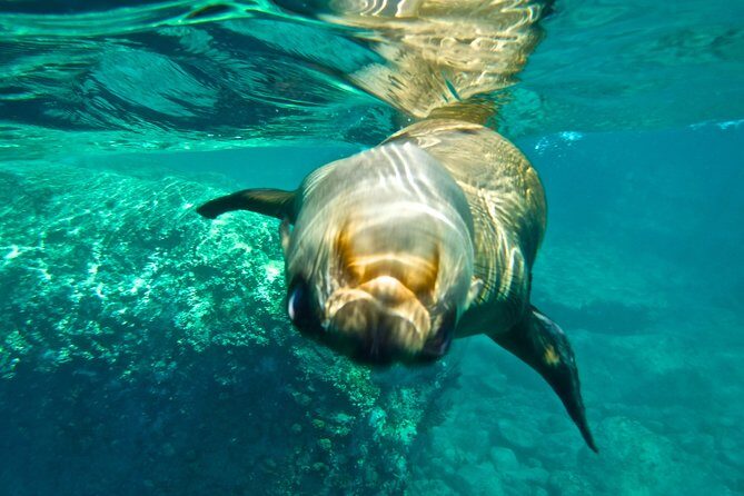 1 Day Espiritu Santo Island Wonders, Sea Lions and Paddleboard Adventure - Snorkeling and Marine Life Encounters