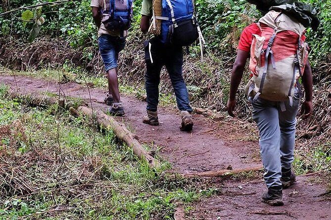 1 Day Marangu Route Climbing Kilimanjaro - Analyzing the Value