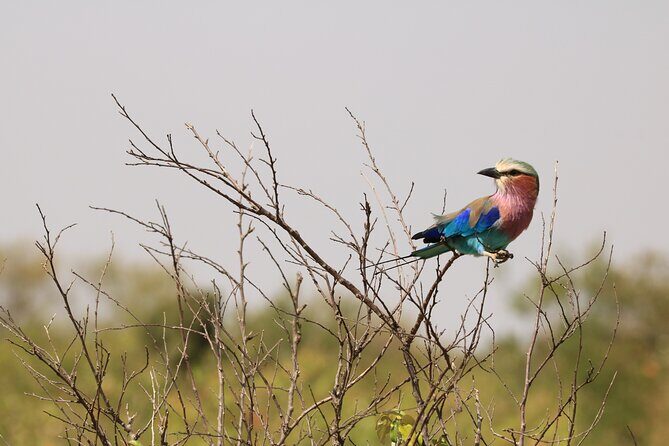 1-Day Safari-Trip to Tarangire National Park - An In-Depth Look at the Safari Day