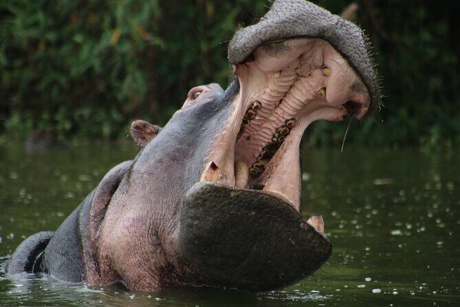 1 Day Tanzania Sharing Budget Group joining Tour to Ngorongoro - Pricing and Value