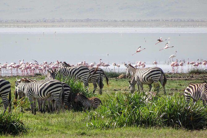 1-Day Tour to Ngorongoro Crater - The Real Value Behind the Experience