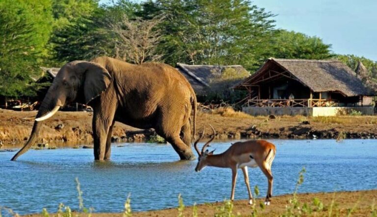 1 Day Tsavo East National Park, Wildlife Safari- Kenya - FAQ