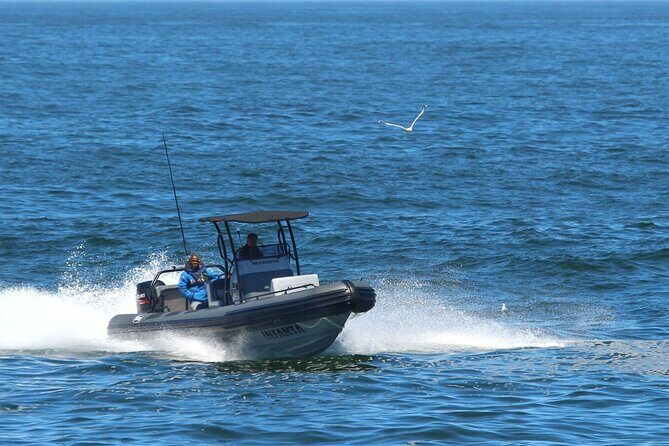1 Day Whale Watching at Yzerfontein - The Search for Humpback Whales