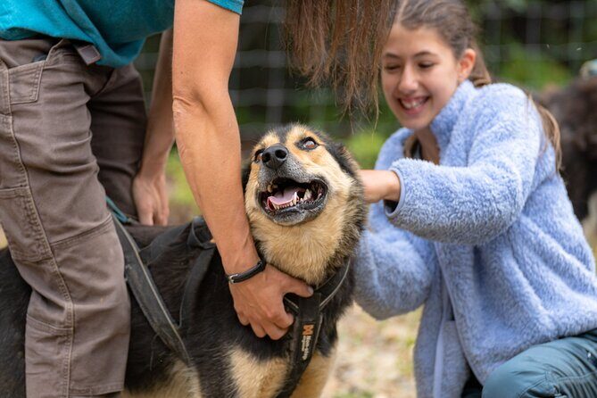 1 Hour Fall Sled Dog Experience in Two Rivers - What to Expect: A Step-by-Step Breakdown