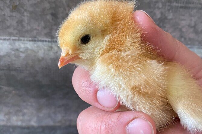 1 Hour Guided Farm Tour in the Adirondacks - Logistics and Practicalities