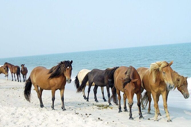 1-Hour Private Party Assateague Island Pony Cruise in Ocean City - Who Is This Tour Best For?