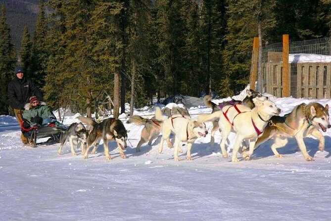 1 hour Winter Dog Sledding in Fairbanks - The Experience: What You Can Expect from Start to Finish