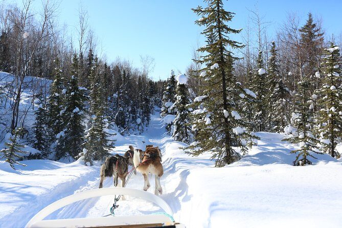 1-hr. Dog Sledding Tour in Fairbanks (without transportation) - Authenticity and Experience