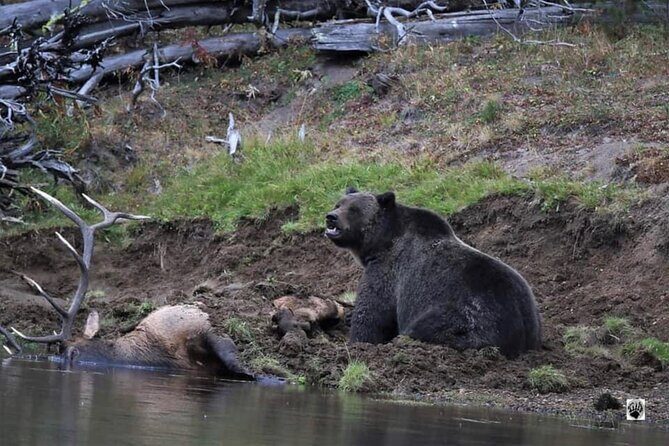 #1 Special Yellowstone Hot Spots Lower Loop From Cody Wy! - What’s Included and What to Consider