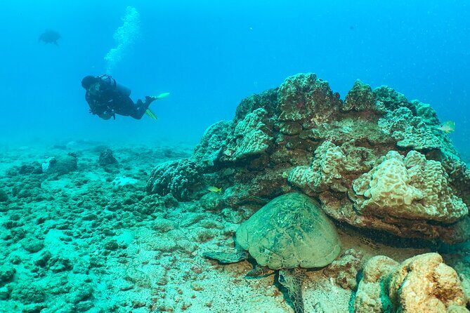 1 Tank Discover Scuba at Koloa Landing with No Experience needed - The Sum Up