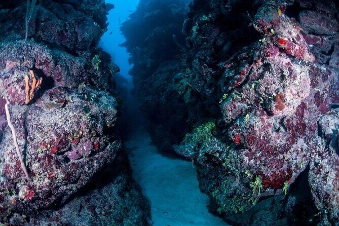 1 Tank Dive for certified divers - What You Can Expect: A Detailed Breakdown
