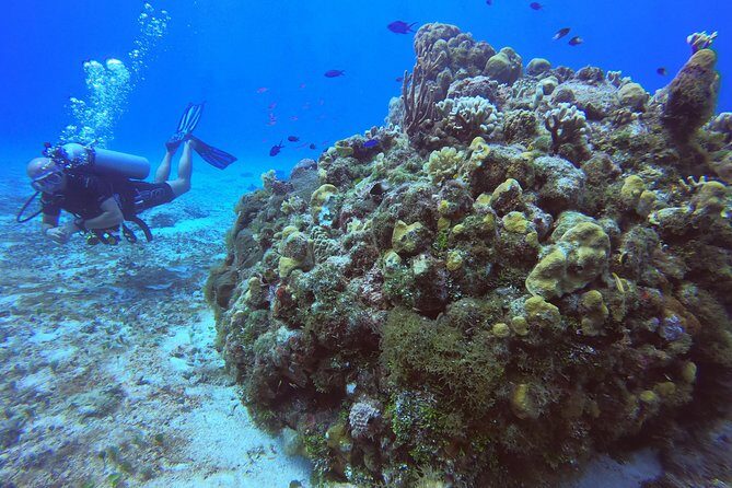 1 Tank Guided Shore Dive Including Equipment - What Makes This Dive Special?