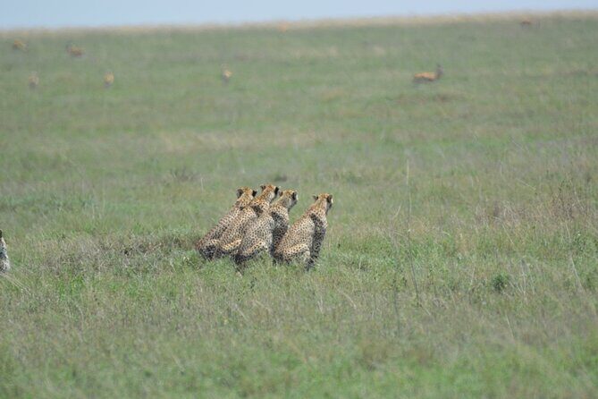 10-Day Amazing Comfort Camping Safari - Why This Tour Delivers Value
