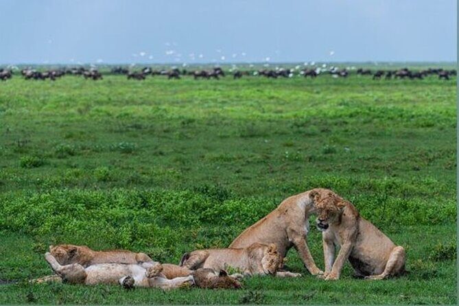 10 Day Serengeti, Ngorongoro Crater and Zanzibar Private Tour - The Sum Up