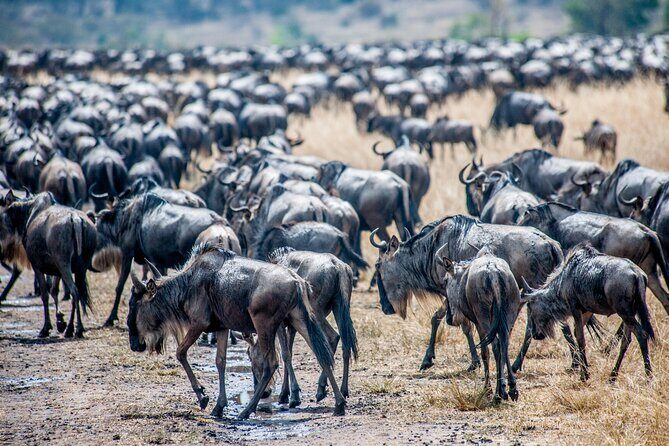 10-Day Serengeti Wildebeest Migration Safari from Arusha - Transportation and Group Size