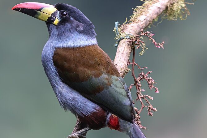 10 Days Birding Photo tour from Andes to Amazon of Ecuador - What Makes This Tour Stand Out?