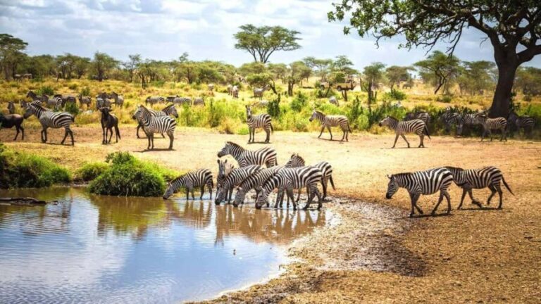 10 Days Kenya and Tanzania Amazing Wildlife Safari - The Value of the Experience