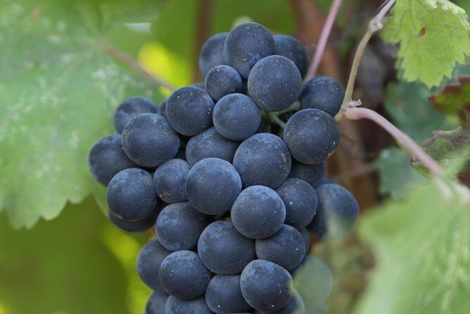 10-Hour Napa Valley Wine Tasting Tour Customized Private Tours - Final Thoughts