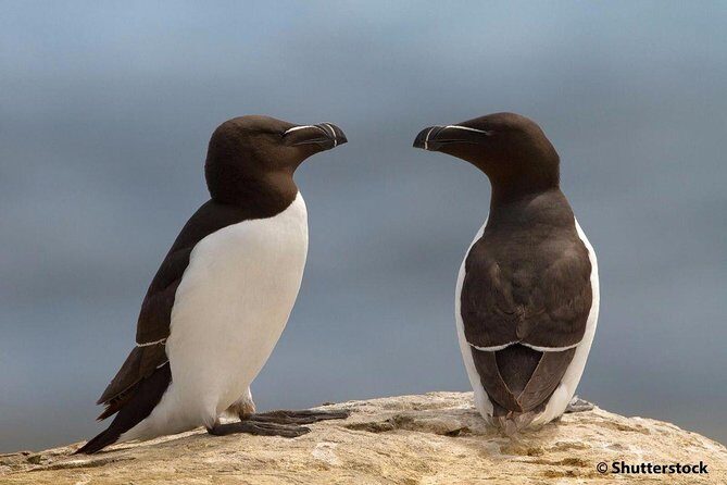 1000 Little Penguins Cruise - What the Reviews Say