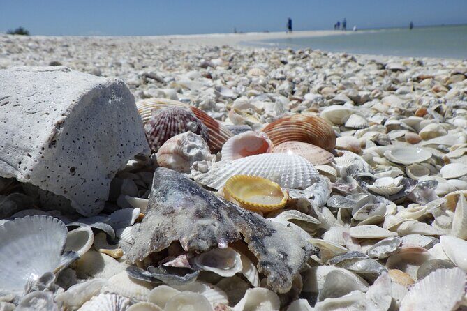 10,000 Islands Boat Excursion - 3.5-Hour Dolphins & Shelling Tour - The Bottom Line