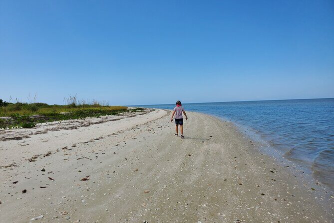 10,000 Islands Boat Tour + Naturalist Led Walk in the Everglades! - The Sum Up
