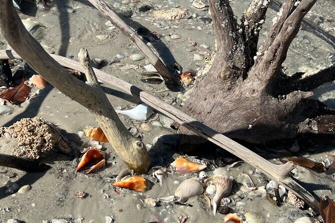 10,000 Islands Shelling Trip Marco Island FL - Who Should Consider This Tour?