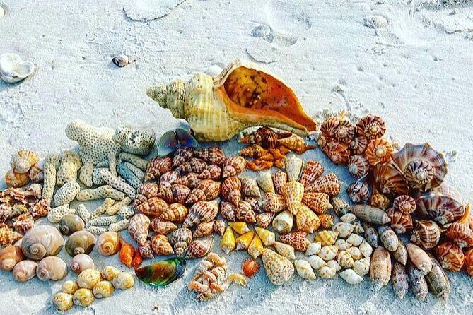 10K Islands Private Shelling Tour - Final Thoughts: Who Should Consider This Tour?