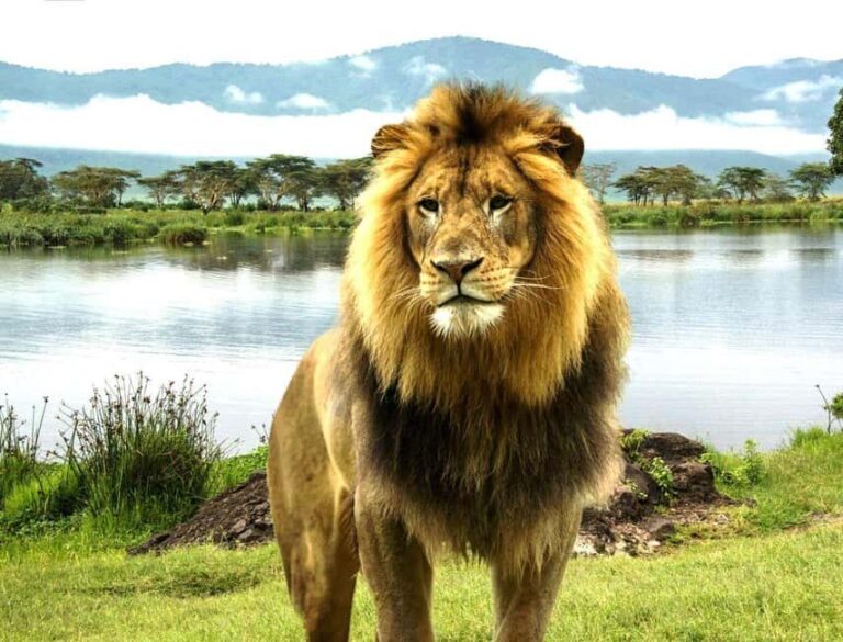 11-day Spirit & Soul of Africa safari in Kenya and Tanzania - Transportation & Comfort