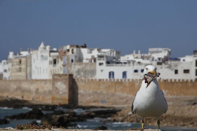 12 Day Morocco Discovery Private Tour - What You Can Expect from the Itinerary