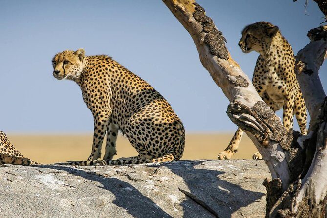 12 Days Amazing Tanzania Wildlife and Cultural Experience - The Itinerary Breakdown