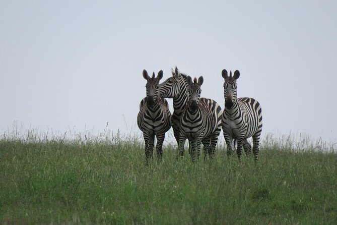 12 Days Wildlife Safaris And Culture Tour - Authentic Experiences, Practical Details, & Value
