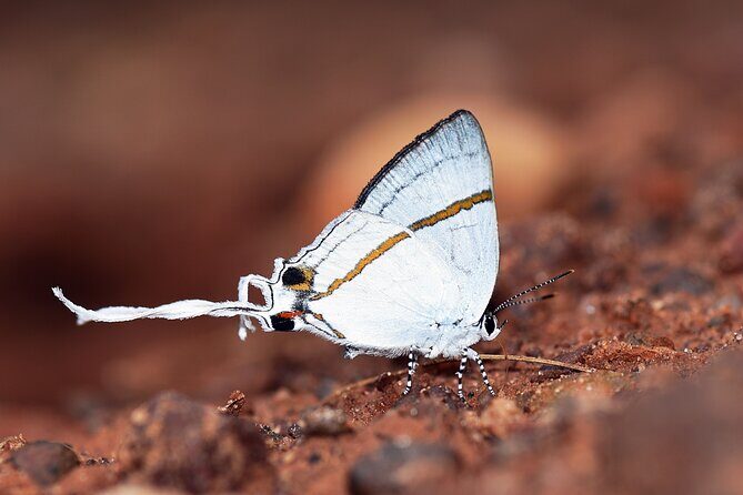14 Day Ghana Butterfly Tour - Days 4-5: Bobiri Forest Reserve – The Iconic Butterfly Sanctuary