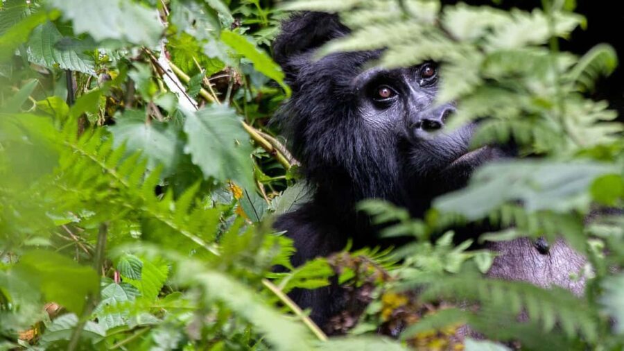 14-Day Uganda Adventure - Bwindi Impenetrable Forest: The Gorilla Trekking Experience