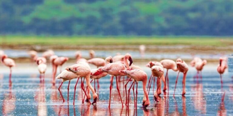 14Days Kenya Luxury Wildlife Safari with Diani Beach Holiday - Who Would Enjoy This Tour?