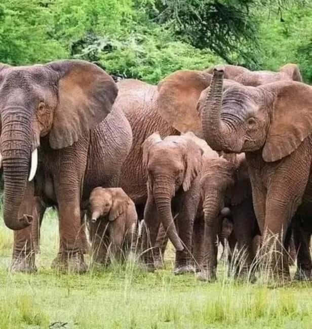 15-Day best of Rwanda Safari with Gorilla trek Experience. - Final Thoughts: Who Is This Tour For?