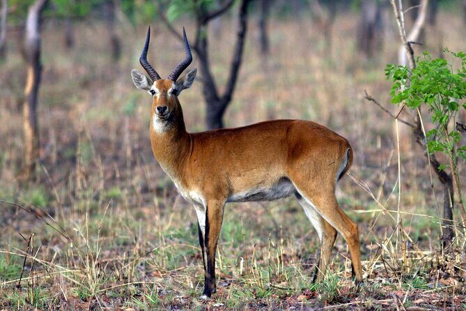 15-Day Ghana Wildlife Private Tour - Practicalities & Value