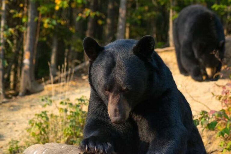15 min. Tadoussac : Black Bear Observation with Expert Guide - The Observation Experience