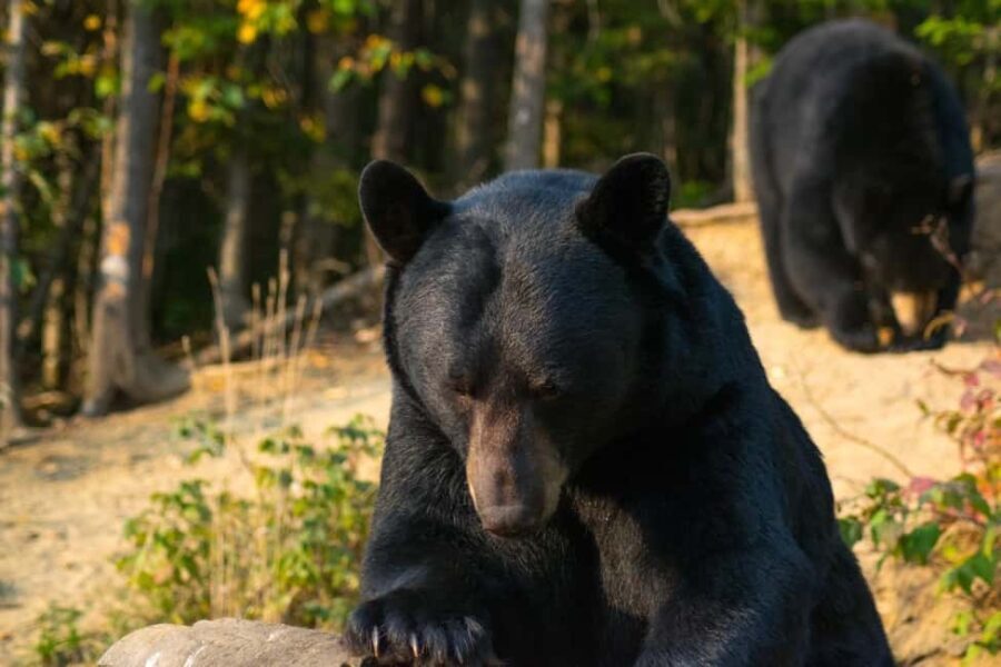 15 min. Tadoussac : Black Bear Observation with Expert Guide