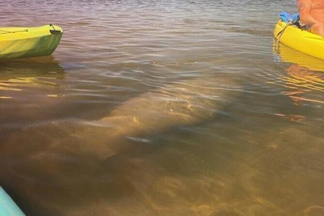 2.5 Hour Kayaking with Manatee and History Tour in Tarpon Springs - Who Will Love This Tour?
