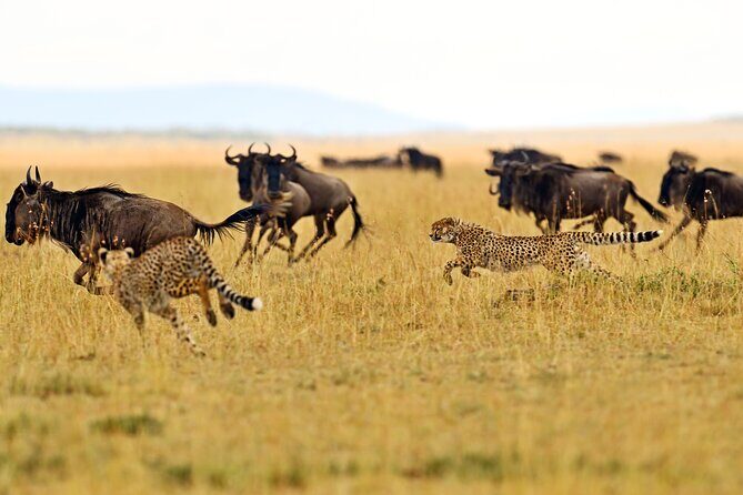 2 Day Budget Safari in Tarangire and Ngorongoro From Arusha - What Does the Price Cover and What’s Not?