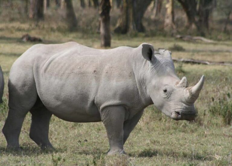 2 Day Lake Nakuru National Park 4X4 Jeep Lodge Safari - What You Can Expect from the Tour