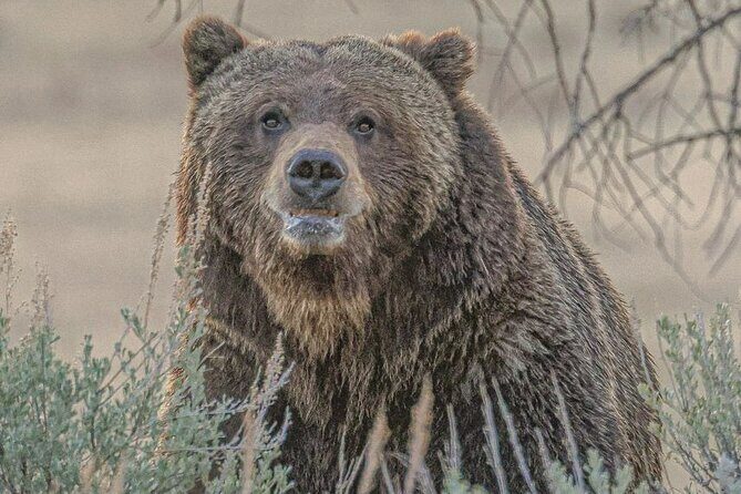 2-Day Private Tour in Yellowstone(Lower and Upper Loops w Iconic Sites) w Lunch - Frequently Asked Questions