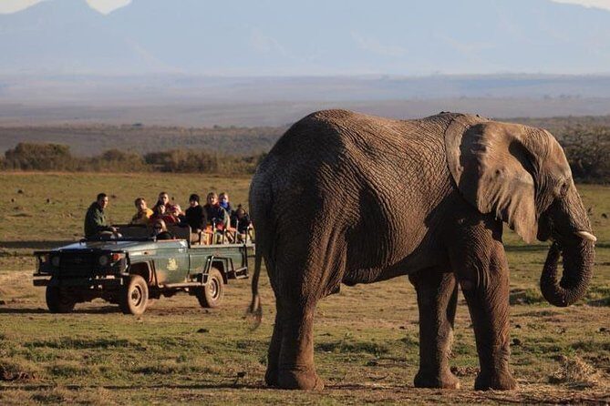 2 Day Safari Experience from Cape Town - The Value Perspective