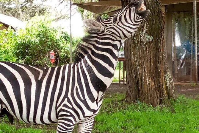 2 Day Safari Tarangire and Ngorongoro Crater - Authentic Experiences and Guide Expertise