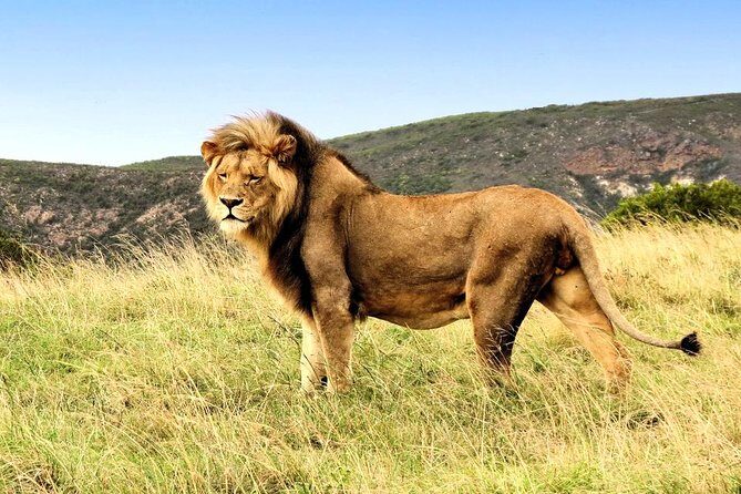 2 Day South African Wildlife Tour with 4x4 Safari from Cape Town - FAQ